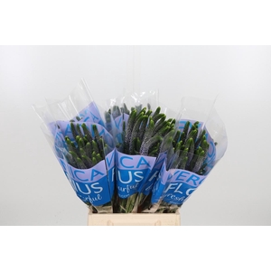 Veron Smart June Milka