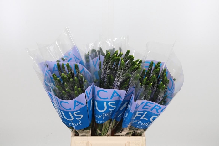 <h4>Veron Smart June Milka</h4>