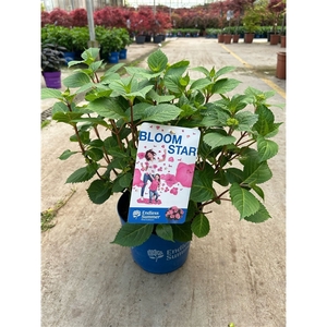 Hydrangea 'BloomStar Pink' - P23 - Endless Summer