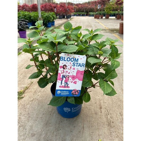 <h4>Hydrangea 'BloomStar Pink' - P23 - Endless Summer</h4>