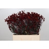 Kangaroo Paw Bush Ruby