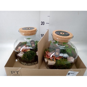 Arr.   Kamerplant Groen H%