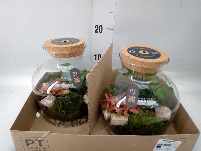 <h4>Arr.   Kamerplant Groen H%</h4>