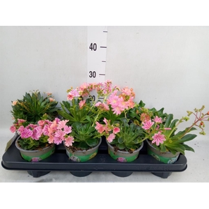 Lewisia cot.