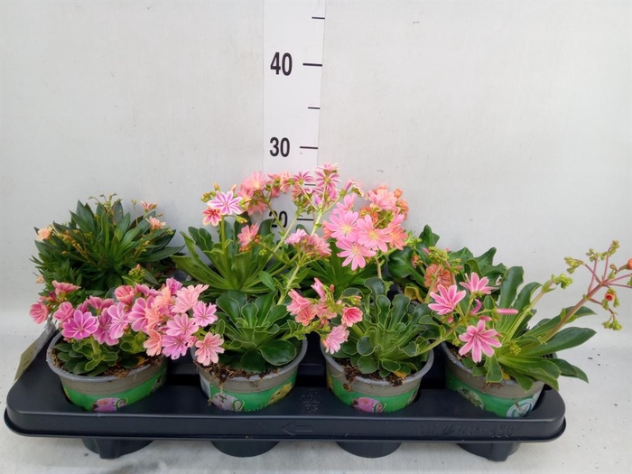 <h4>Lewisia cot.</h4>