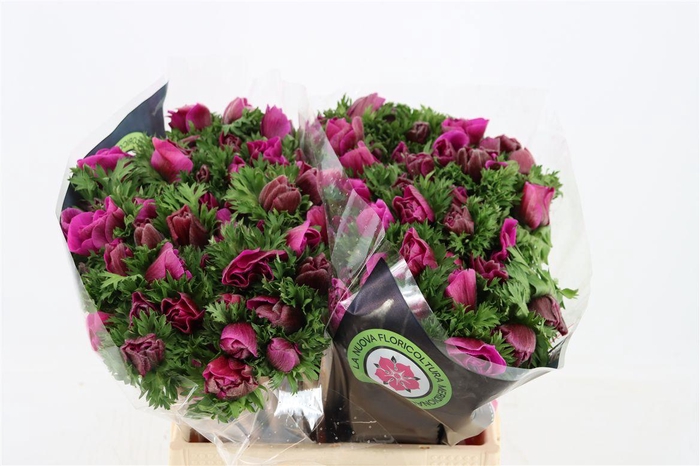 <h4>Anem Mistral Orchid</h4>