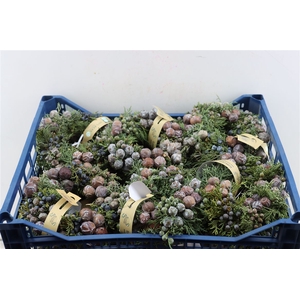 Wr Sierfruit Juniperus 20cm Cone Mix