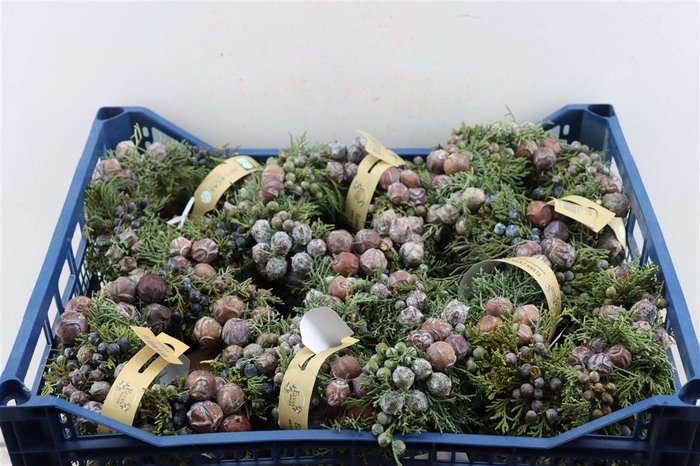 <h4>Wr Sierfruit Juniperus 20cm Cone Mix</h4>