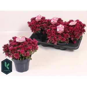 SEDUM SPU SPOT D ROS