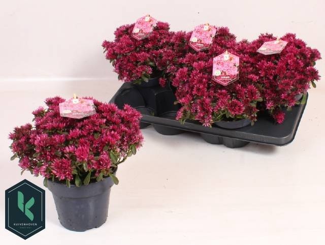 <h4>SEDUM SPU SPOT D ROS</h4>