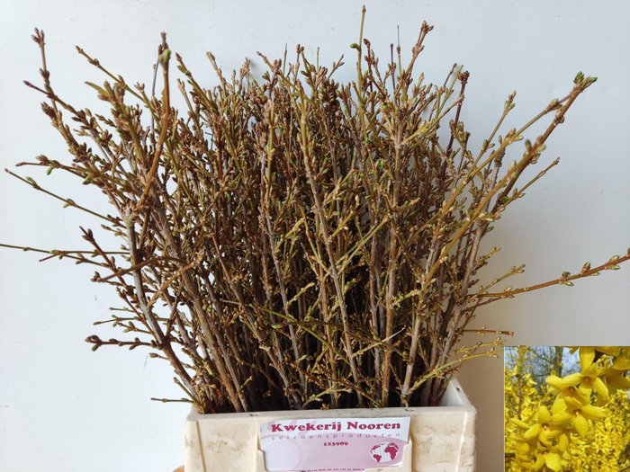 <h4>FORSY I SPECTABILIS</h4>