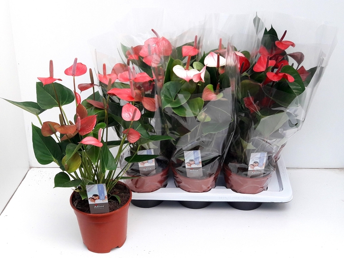 <h4>ANTHU AN GEM 3 KL</h4>