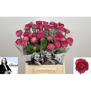 RAN AAZUR DEEP ROSE 445 GR.