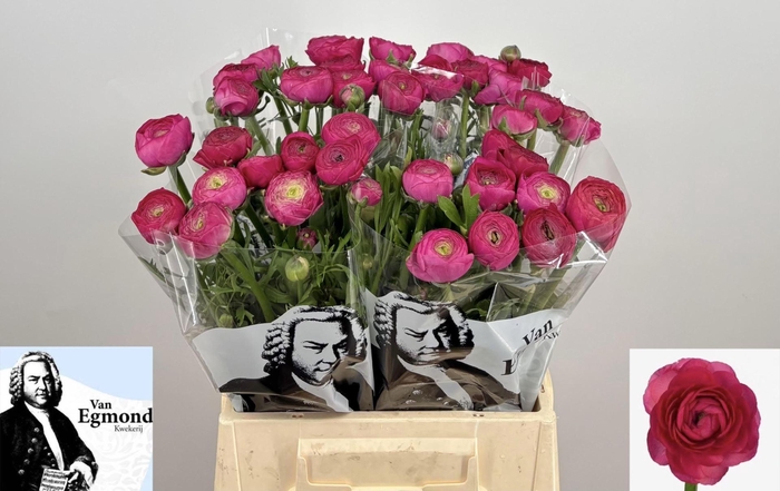 <h4>RAN AAZUR DEEP ROSE 445 GR.</h4>