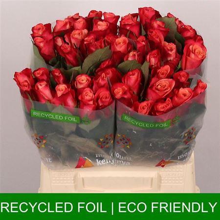 <h4>R Gr Helene</h4>