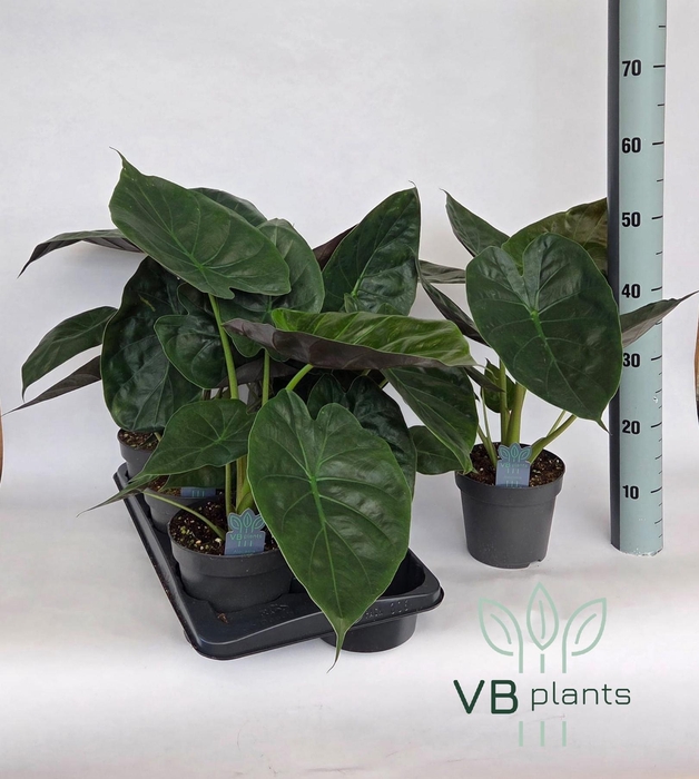 <h4>ALOC WENTII</h4>