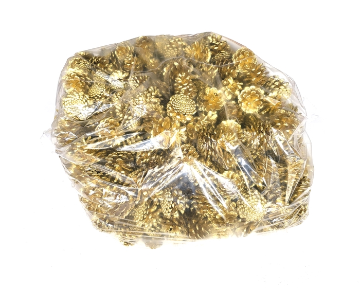 Pine cone 10 kg in bag Gold