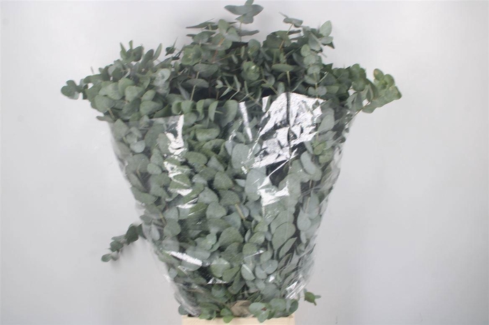 <h4>EUC CINEREA PER BOS</h4>