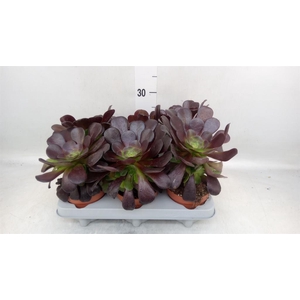 Aeonium arboreum 'Velours'
