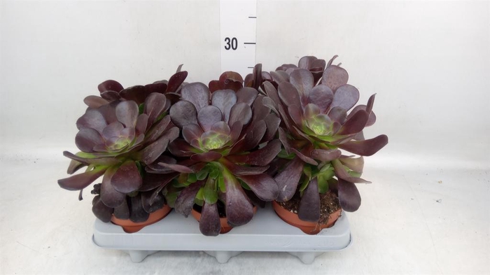 <h4>Aeonium arboreum 'Velours'</h4>