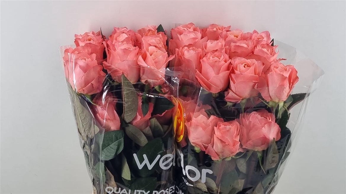 <h4>R Gr Dragon Fly **</h4>