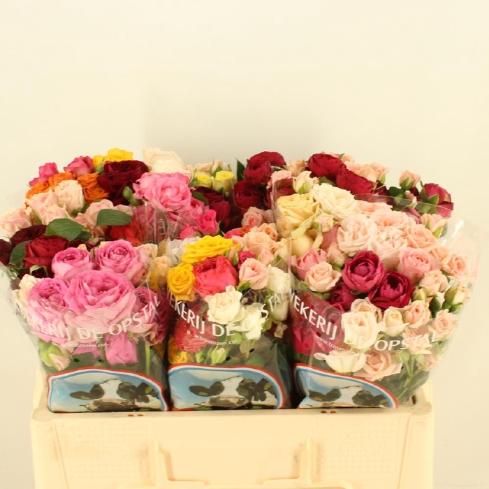 <h4>R Tr Mix Novelties</h4>
