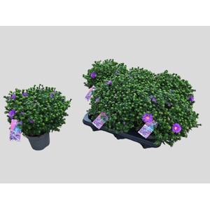 ASTER DARK PURPLE LAVENDER P12