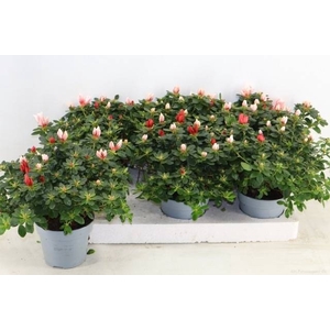 RHODO OV