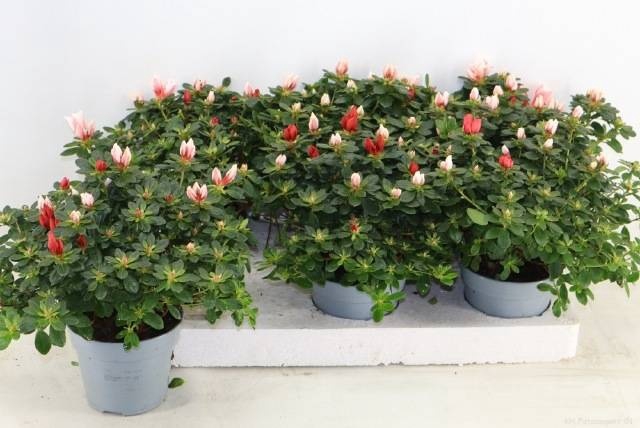 <h4>RHODO OV</h4>