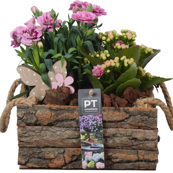 <h4>PTPP6992 Arrangement Patio in houten bak</h4>