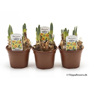 NARCISSUS INCOMPARABILIS