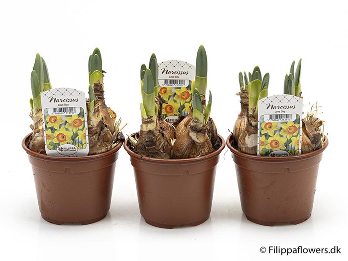 <h4>NARCISSUS INCOMPARABILIS</h4>