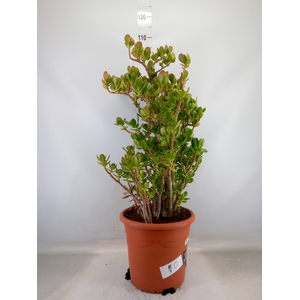 Crassula ovata