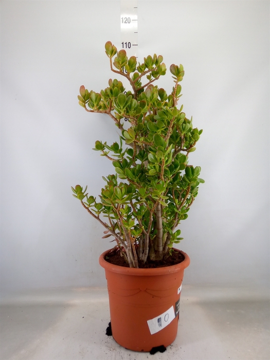 <h4>Crassula ovata</h4>