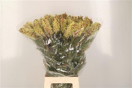 <h4>Grevi Spiderman</h4>