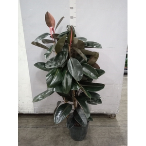 Ficus elastica 'Abidjan'