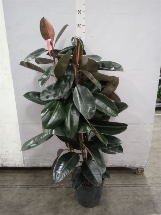 <h4>Ficus elastica 'Abidjan'</h4>