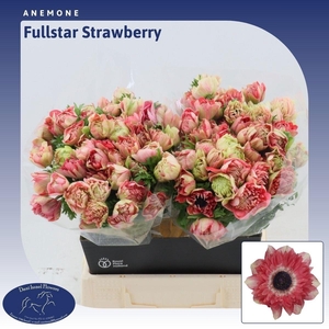 ANEM CO FSTAR STRAWB