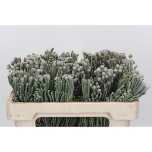 Kaaps Groen Silver Brunia