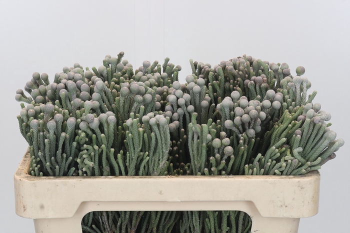 <h4>Kaaps Groen Silver Brunia</h4>