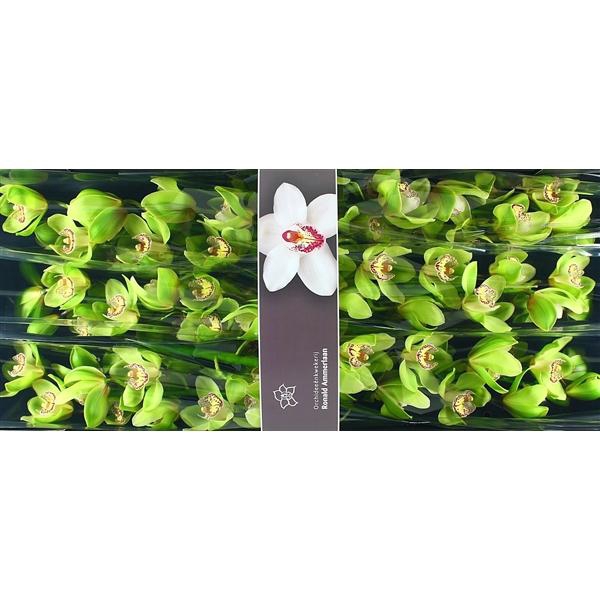 <h4>Cymb Tak Hans x 8</h4>