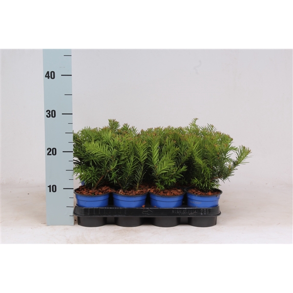 <h4>Taxus baccata 'Repandens'</h4>