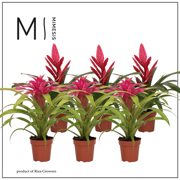 <h4>Mimesis Bromelia Pink - 12 cm</h4>