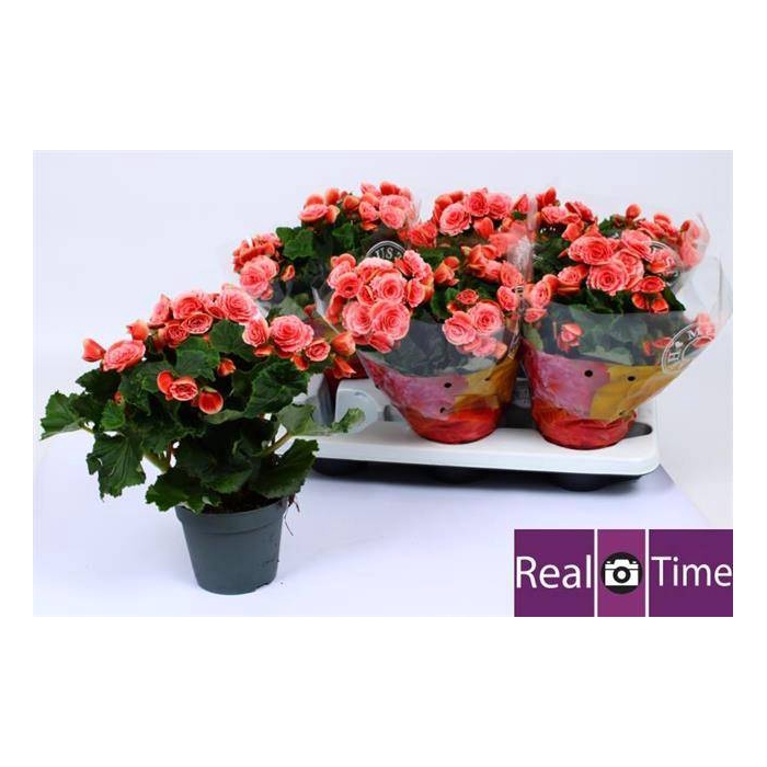 <h4>Begonia Elatior Borias 14Ø 30cm</h4>