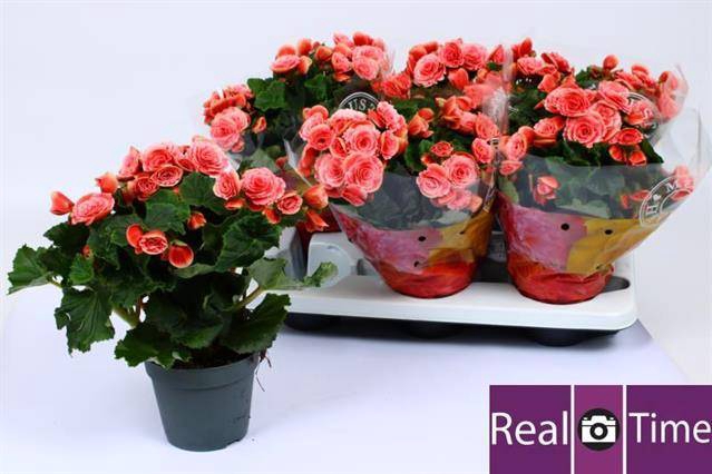 Begonia Elatior Borias 14Ø 30cm