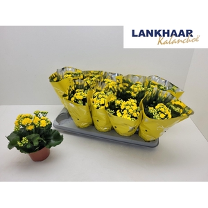 KAL GE PERFECTA YELL