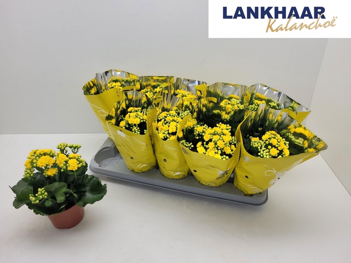 <h4>KAL GE PERFECTA YELL</h4>