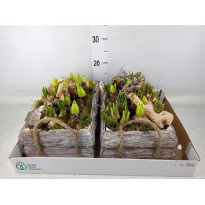 Arr.   Bol/Knolgewas L%