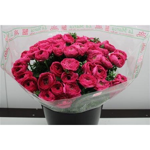 Cloni Super Hot Pink