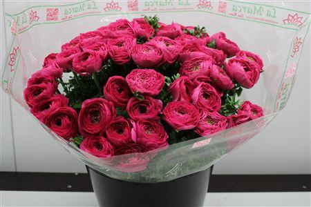 <h4>Cloni Super Hot Pink</h4>